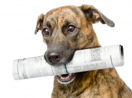 HuDoBa kommt zu dir! Hund mit gerollter Zeitung im Maul.