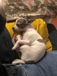 Chihuahua Hündin Schlafposition auf der Seite