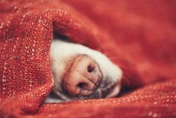 Hund schläft in Decke eingewickelt