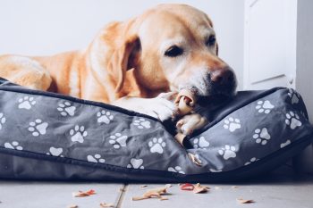 Ein Hund liegt auf seiner Hundematte und kaut auf einem Kauknochen.