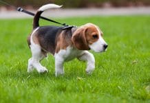 Beagle Welpe läuft an der Leine auf einer grünen Wiese. Sehr gute Leinenführigkeit.