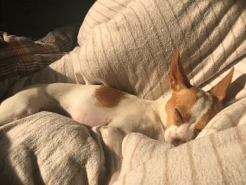 Ein Chihuahua Rüde schläft im Bett in der Abendsonne