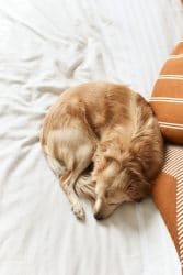 Hund in Schlafposition Fuchs, rund eingekugelt