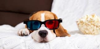 Beagle Hund liegt auf dem Sofa, hat eine 3D-Brille auf der Nase. Neben ihm steht eine Schüssel mit Popcorn.