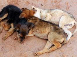 Straßenhunde - in Sotschi wurden sie gejagt