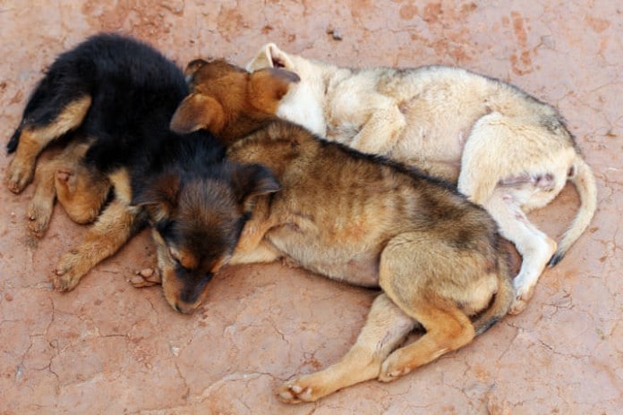 Straßenhunde - in Sotschi wurden sie gejagt