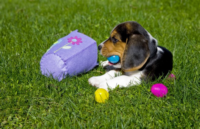 Ostergeschenke für Hunde: Was findet dein Hund toll?