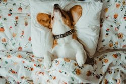 Schlafposition Käfer beim Beagle Hund im Bett