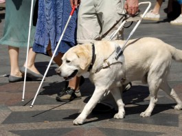 Blindenhund - ein ganztägiger Job für ausgebildete Hunde