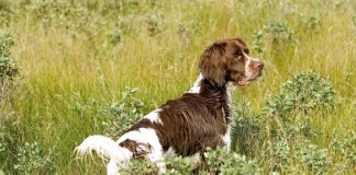 Jagdhund: Ein Beruf für disziplinierte Hunde mit exzellenter Nase