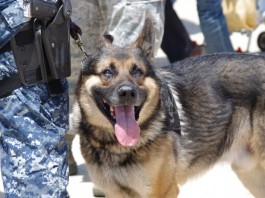 Militärhund