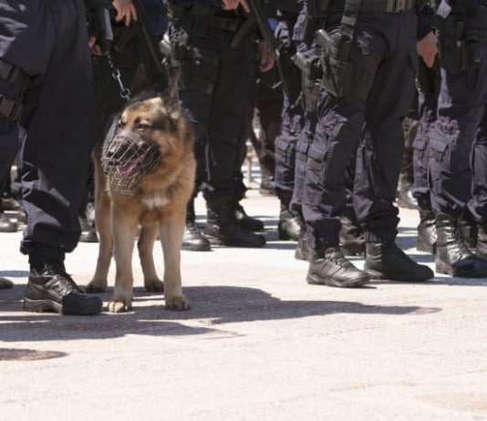 Ein Polizeihund bei der Arbeit