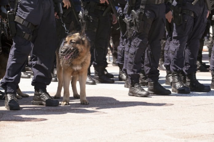 Ein Polizeihund bei der Arbeit