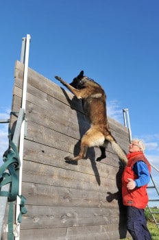 Beim Polizeihundtraining erklimmt ein Belgischer Malinois eine senkrechte Wand und zieht sich mit den Vorderpfoten hoch