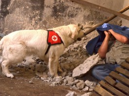 Rettungshund - ein Beruf für Hunde