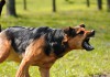 Beruf Tierpsychologe - ein Tierpsychologe kümmert sich auch um verhaltensauffällige Hunde.
