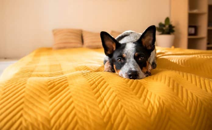 Hund liegt auf einem Bett mit einer gelben Decke