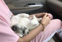 Ein kleiner Hund schläft auf dem Schoß seiner Besitzerin.