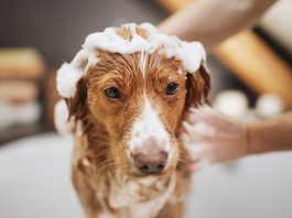 Hund sitzt in der Badewanne und wird gebadet. Hund hat Schaum auf dem Kopf und guckt traurig.