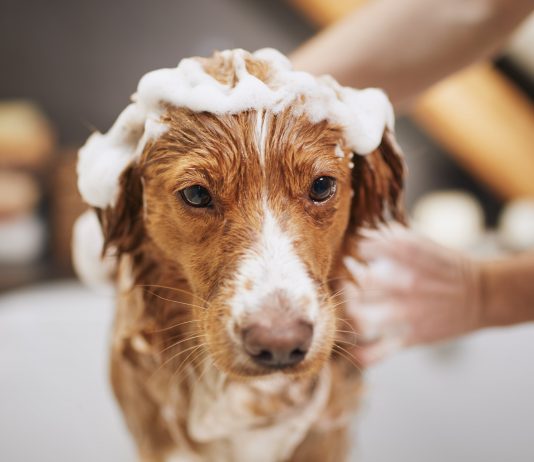 Hund sitzt in der Badewanne und wird gebadet. Hund hat Schaum auf dem Kopf und guckt traurig.
