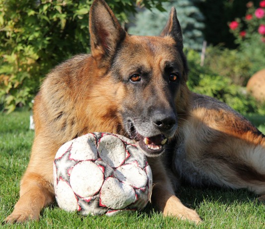 Deutscher Schäferhund mit Fussball auf dem Rasen.