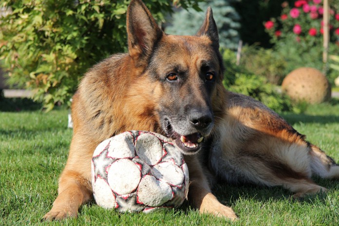 Deutscher Schäferhund mit Fussball auf dem Rasen.