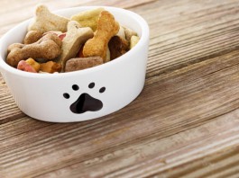 Futtermittelallergie bei Hunden
