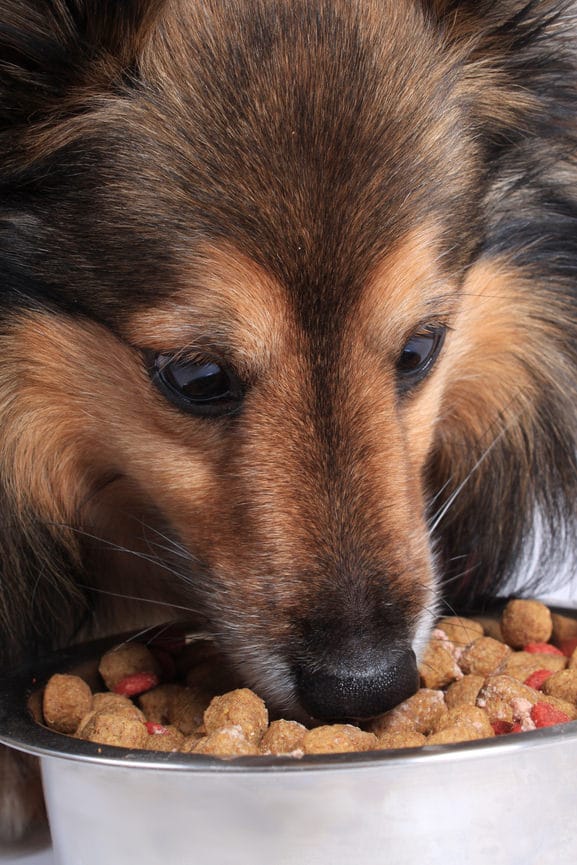 Hundefutter-Sorten: Welche gibt es? Was sind Vorteile und Nachteile?
