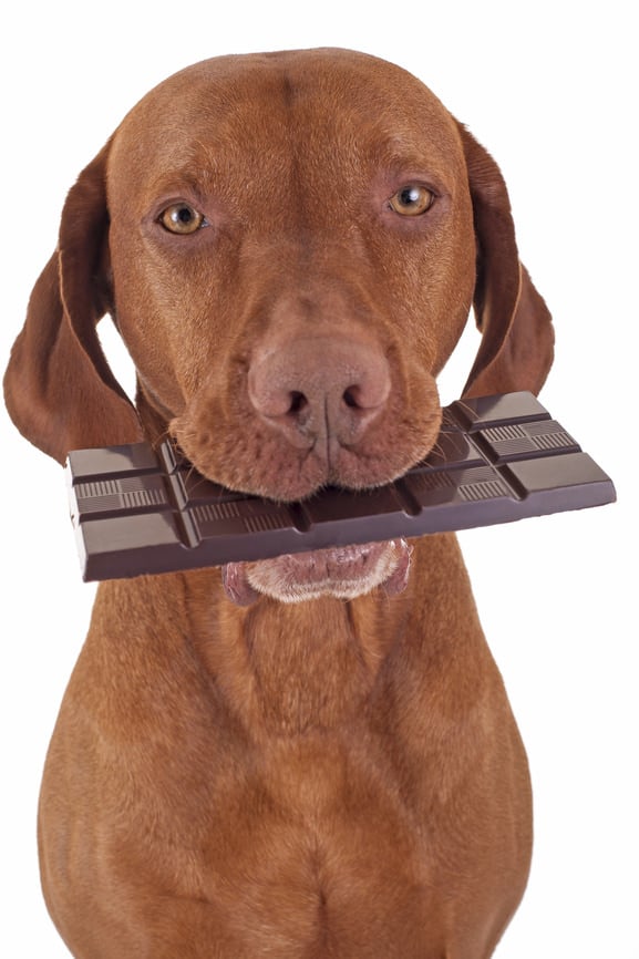 Hundeschokolade - besonderes Leckerli für deinen Hund