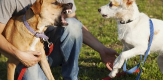 Aggressives Verhalten bei Hunden