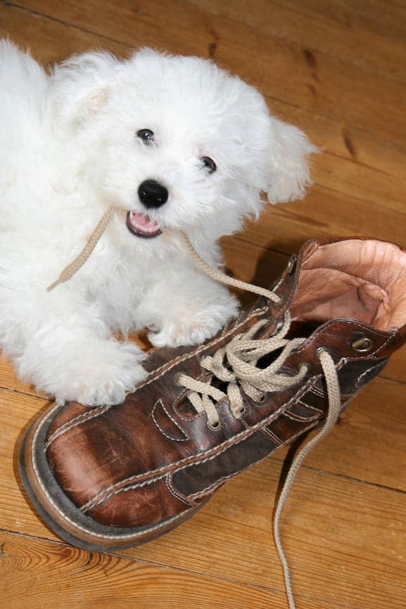 Ein Hund kaut an einem Schuh - schon wieder....