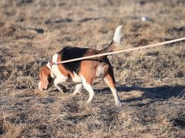 Beagle schnüffelt, Mantrailing, Schnüffelspiele