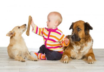 Baby gibt Hundeknochen an einen von zwei Hunden.