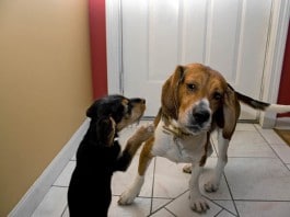 Zwei Hunde: Spiel oder Rivalität?