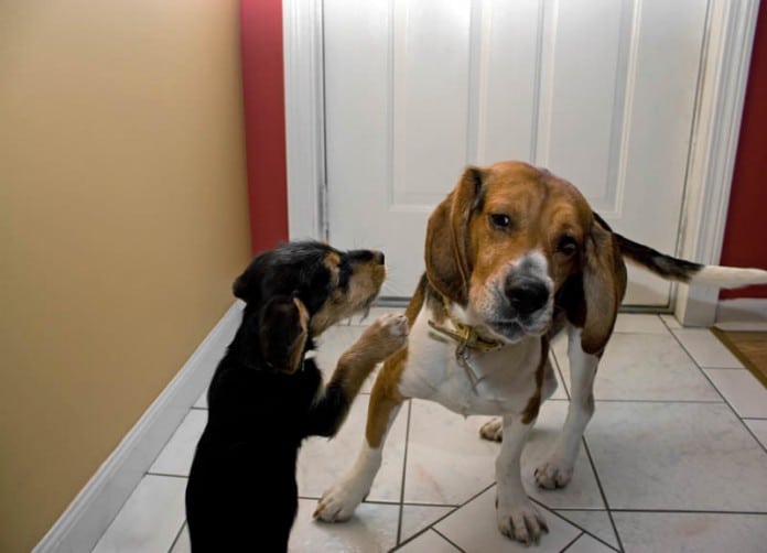 Zwei Hunde: Spiel oder Rivalität?