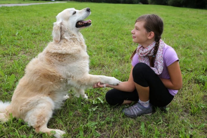 Ein Hund schüttelt einem jungen Mädchen die Hand - gelungene Hundeerziehung mit Kind!