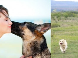 Männliche und weibliche Hundeerzehung - echter Unterschied oder Klischee?