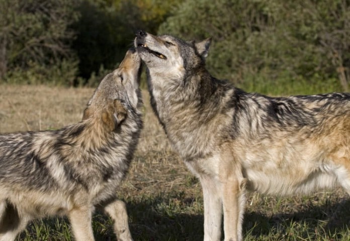 Zwei Wölfe schlechen einander.