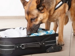 Ein Hund schnüffelt in einem Koffer - findet er, was er sucht?