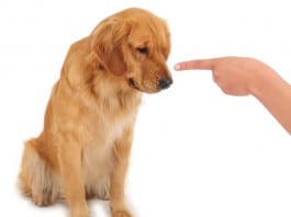Veraltete Hundetrainersprüche: Den Hund ausschimpfen und in die Ecke schicken.