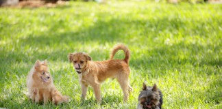 Drei Welpen bei der Welpenspielgruppe einer Hundeschule.