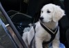Ein Hund im Geschirr schaut erwartungsvoll aus dem Inneren eines Autos - macht ihm das Autofahren schon Spaß?