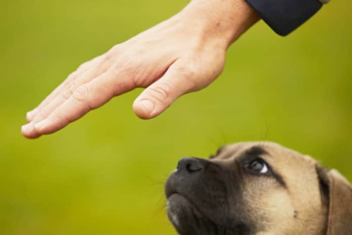 Ein Hundewelpe starrt ruhig auf eine Hand - er lernt das Grundkommando 