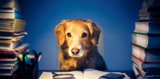 Wie lernen Hunde? Mit Büchern am Schreibtisch wohl eher nicht...