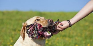 Ein Seil mit Knoten kann als Zerrspielzeug dienen, wie im Maul dieses Hundes.