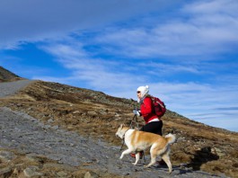 Aktivwandern mit dem Hund im Gebirge