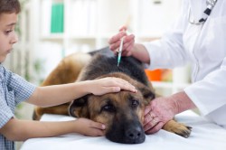 Ein Tierarzt gibt einem Schäferhund eine Borreliose-Impfung