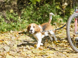 Borreliose beim Hund - Gefahr durch Zecken in Laub und Gebüsch