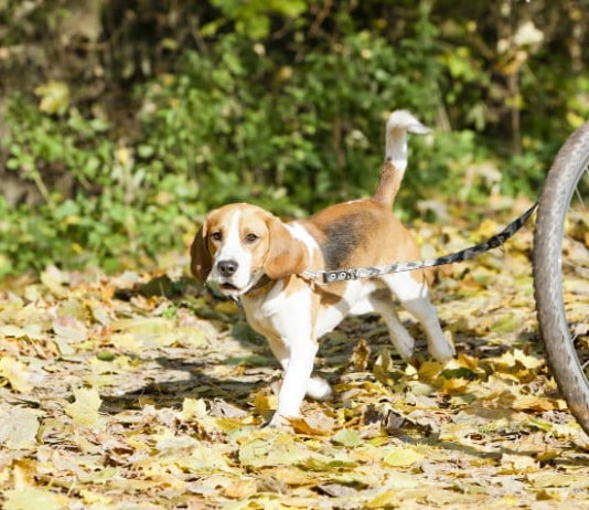 Borreliose beim Hund - Gefahr durch Zecken in Laub und Gebüsch