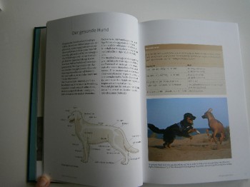Praxishandbuch Hundekrankheiten: Gesunder Hund